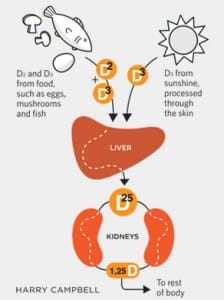 03_12_How-The-Body-Processes-Vitamin-D_21