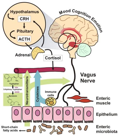 CNS Bugs