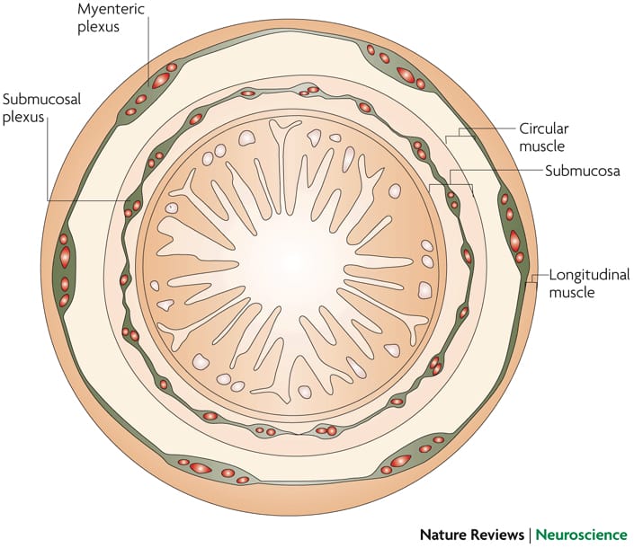 Enteric Nervous System
