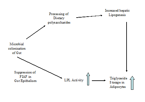 FIAF Diagram