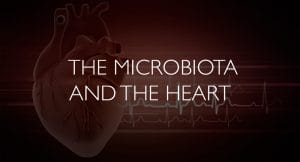 The microbiota and the heart