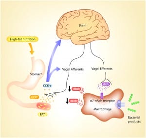 fat suppresses inflammation